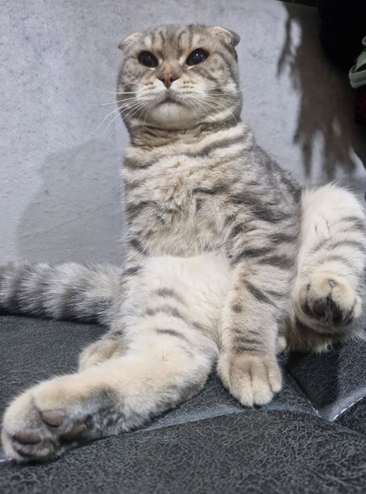 Взяка молодой Самец!