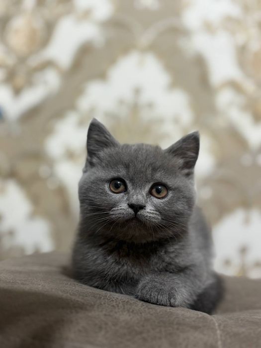 СКОТТИШ ФОЛД  Skottish fold