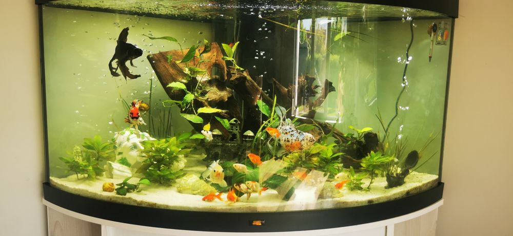 Acvariu trigon 350 litri