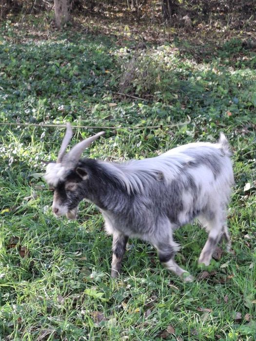 Tap castra cu varsta de 11 luni