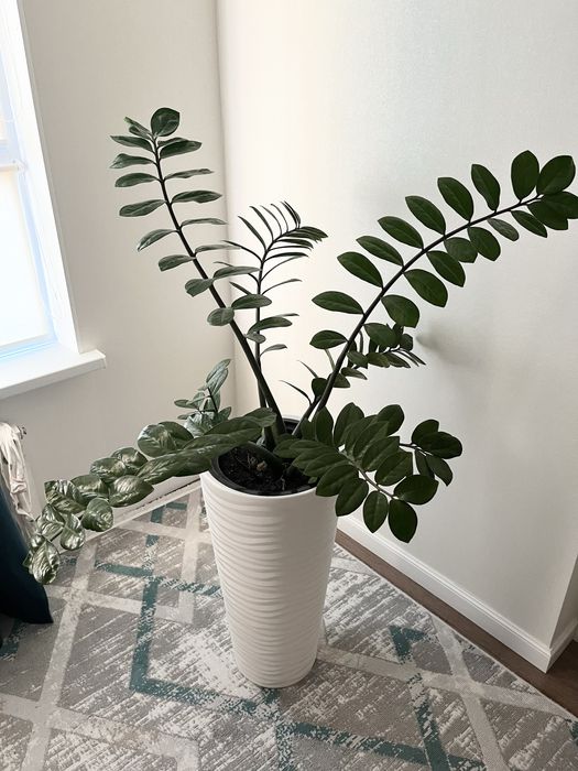 Продам денежный цветок (Замиокулькас)