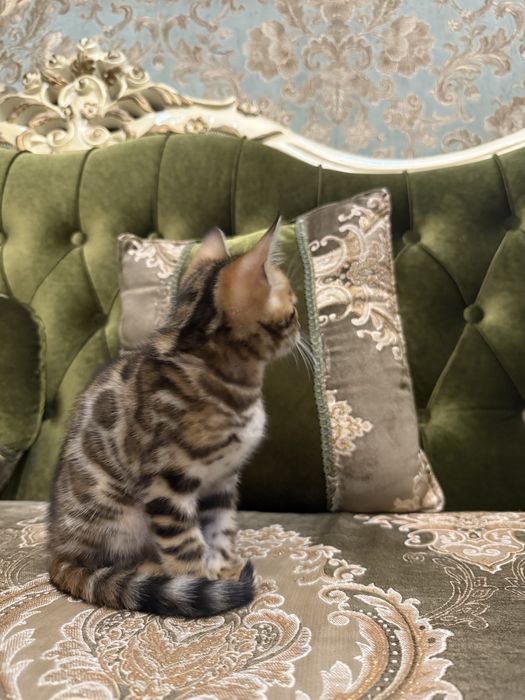 Бенгальский красивый котенок