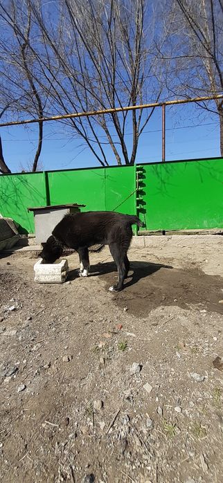 Продам щенок САО