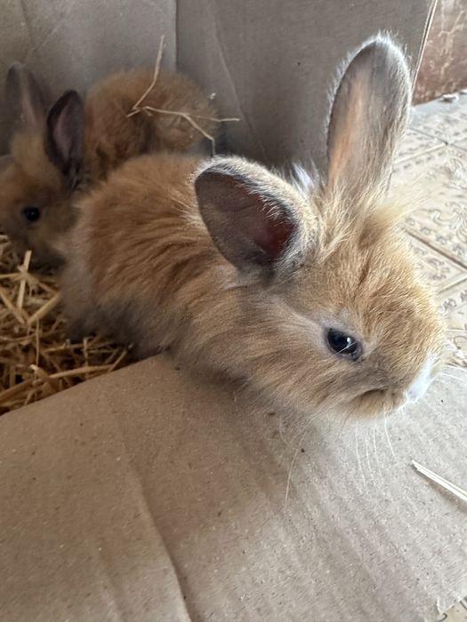 Кролики (QUYON))