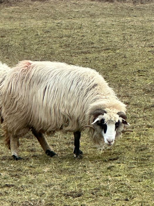 Disponibilă oaie și berbec