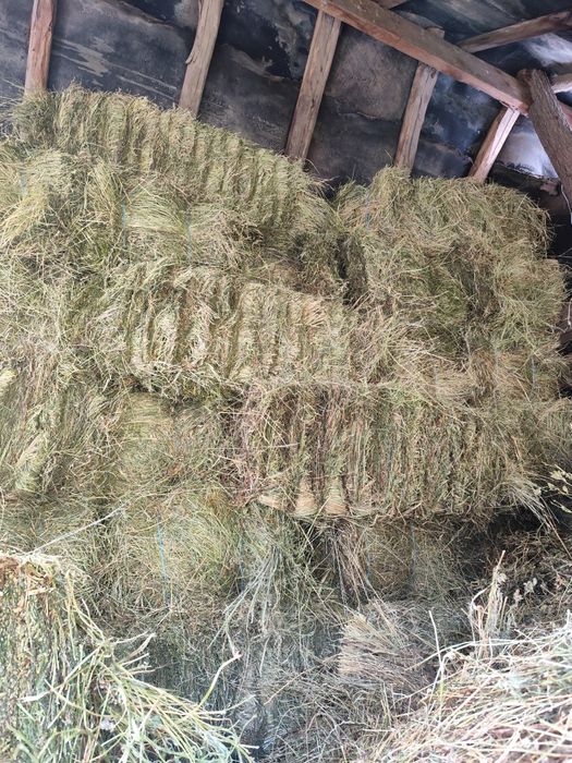 Baloți Lucernă și fân
