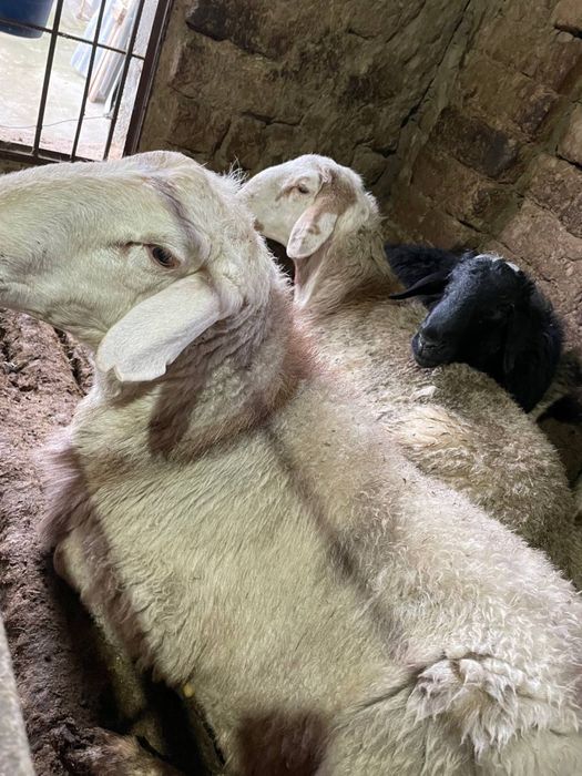 Qochqorlar sotiladi! Продается бараны