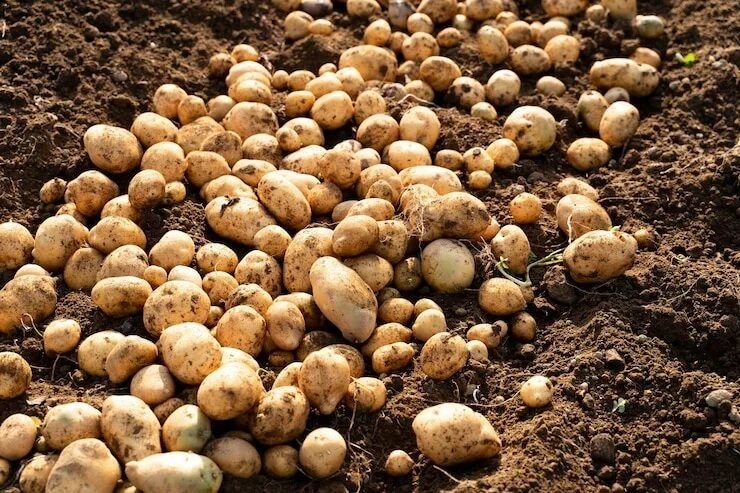 Картошка  едовая