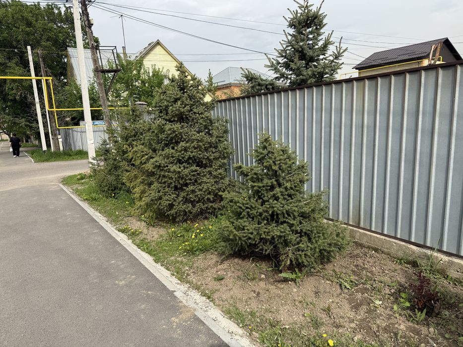 Продается тяншанские ели и голубые ели