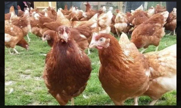 Индюшата и вся сх птица