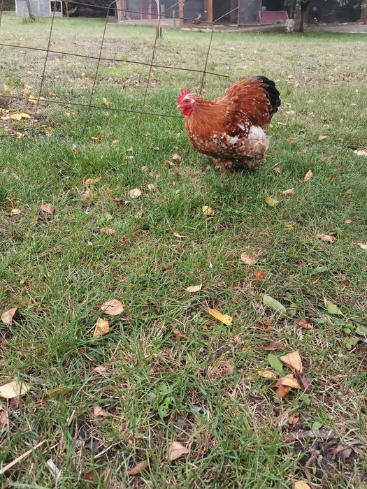 Мини кохин порцелан, петлета