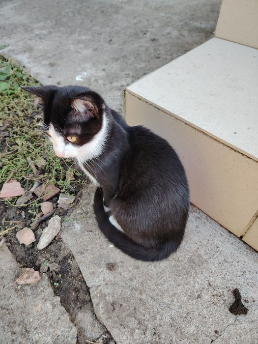 Donez pisici in Hereclean