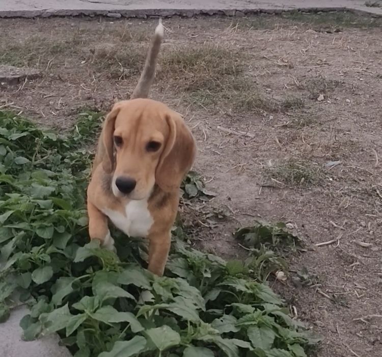 Самый лучший щенок в помете