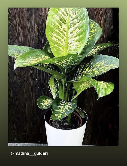 Диффенбахия тропик сноу