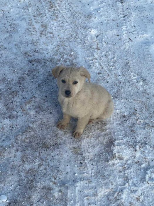 отдам щенков в добрые руки