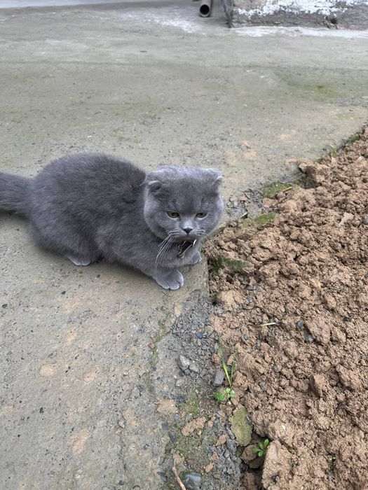 Продается Кошка 9 месец