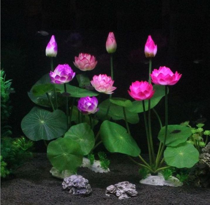 Ростки лотоса для аквариума.  Akvariumda usadigan lotos guli.