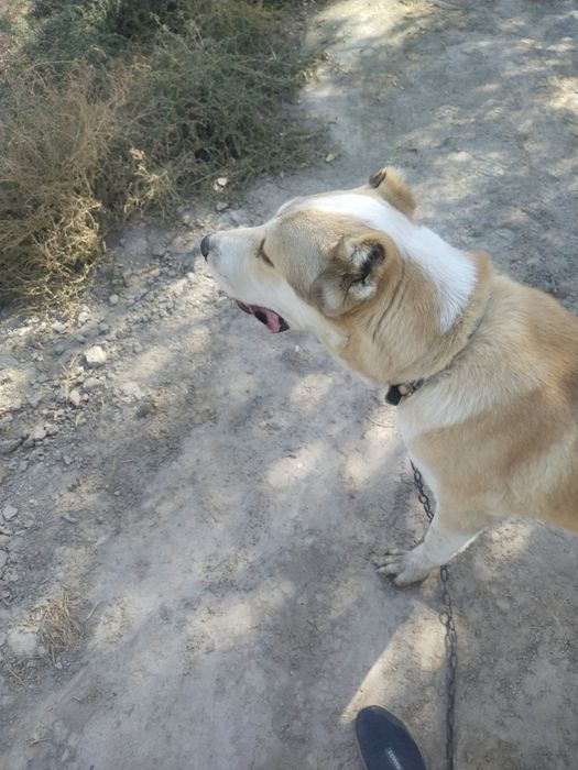 Alabay 7oylik yuvosh