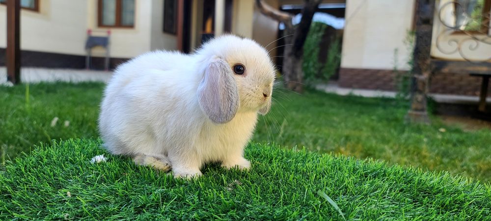 Toza zotli karlik quyon bolalari