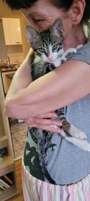 Adopţie motănel ( 3 luni )