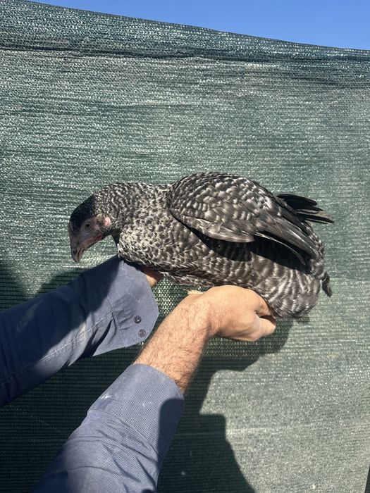 Куры несушки Доминант