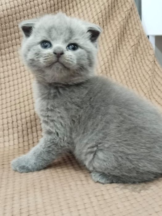 Продам шотландского мальчика