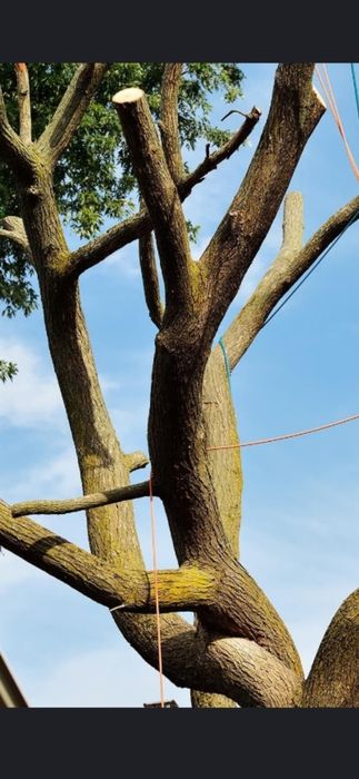 Daraxt kesish xizmati sadovnik.