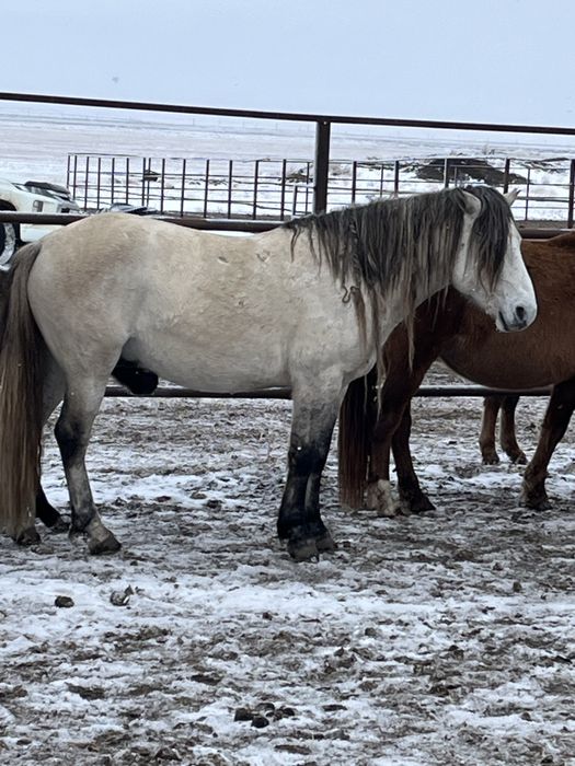 Продается жеребец