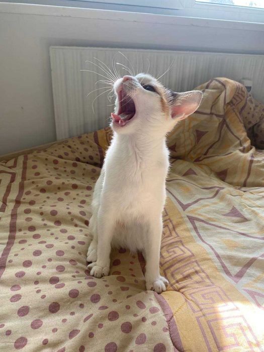 Подаряваме женско коте