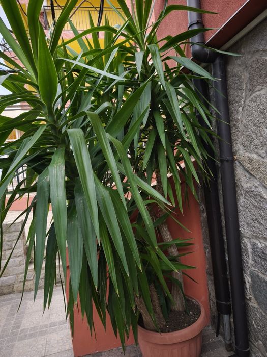 Голяма Юка  над 2 метра