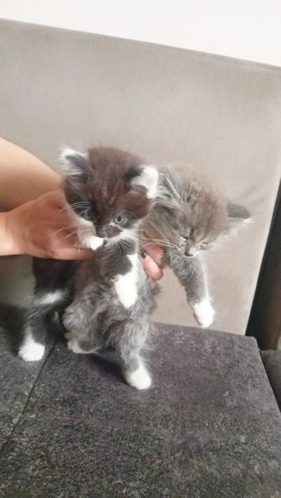 Мушукчалар 2 та хадияга