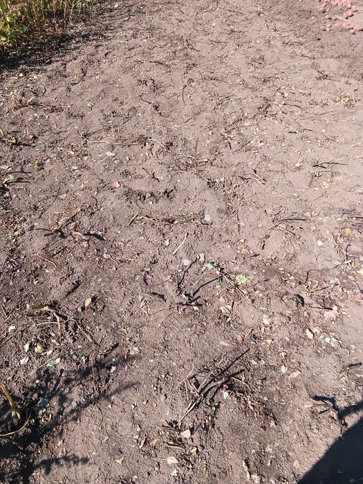 Картофель домашний