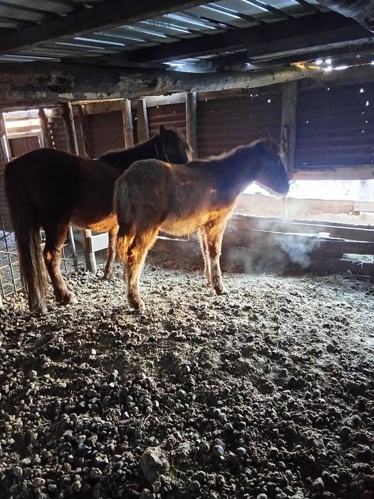 Продам тай жеребчик