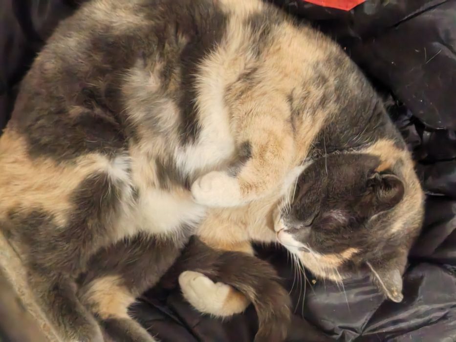 Подарявам коте в добри ръце