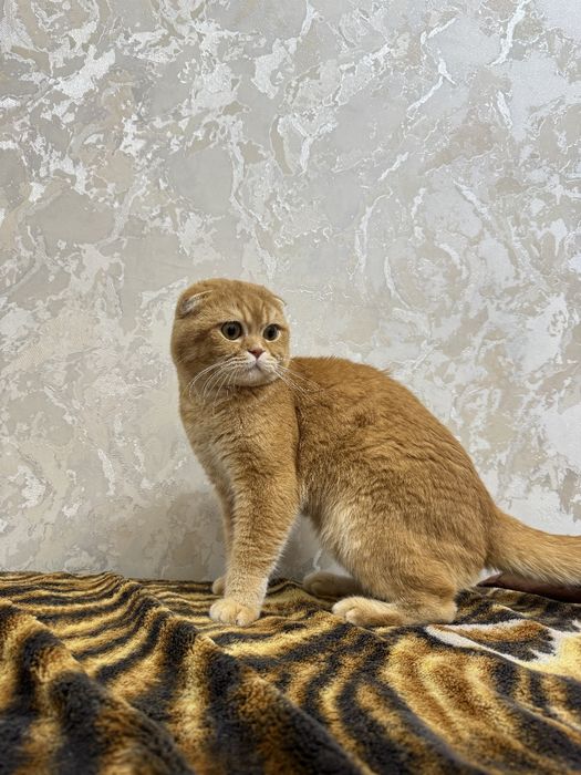 Вязка Scottish fold shinshilla