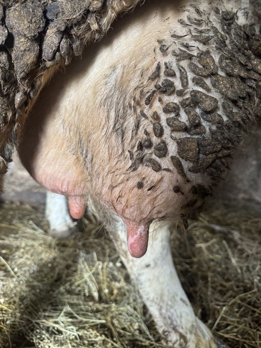 Vând vacă de 5 ani talie mare montata de 1 luna