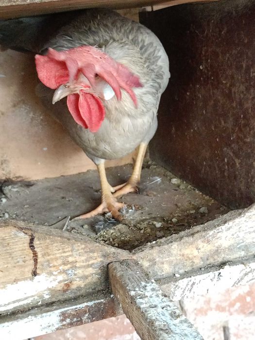 Продавам следните птици..