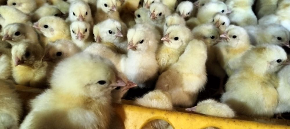 Продам цыплят бройлера