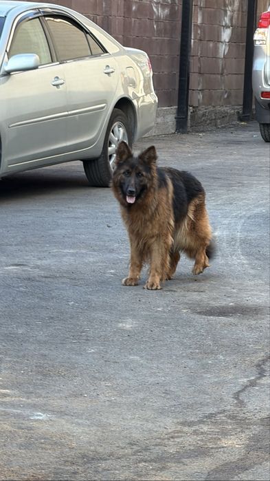 Немецкая овчарка  сука с документами