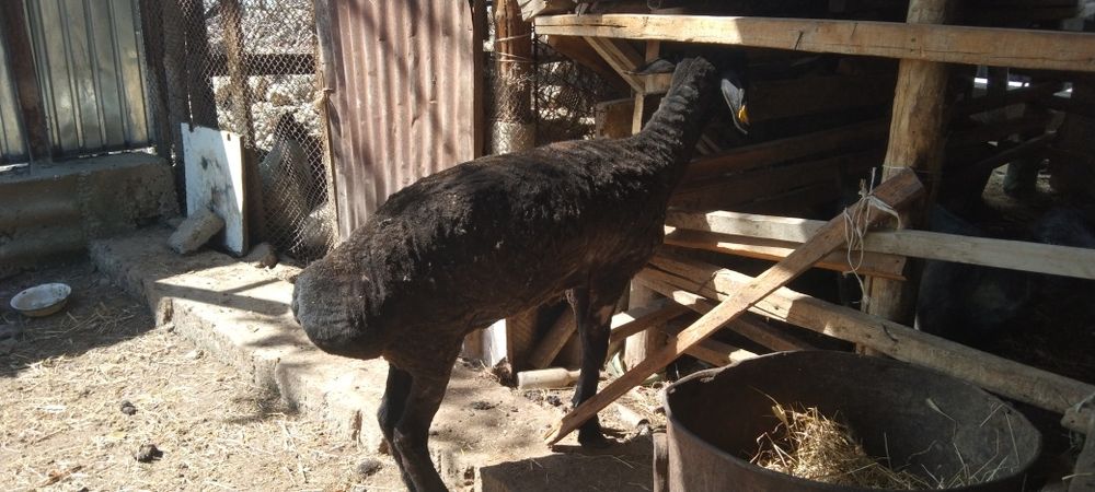 Сатыладыыыыыввыыыы