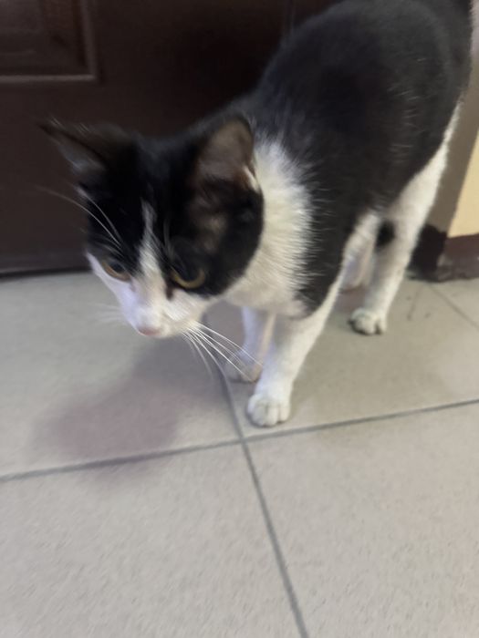 Мысықты асырап алатын адам болса