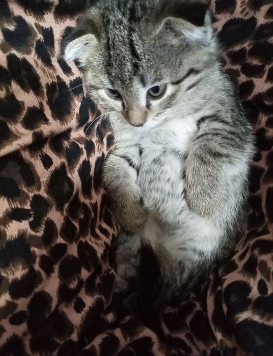 Scottish Fold mushugi zoti toza 1.5 oylik