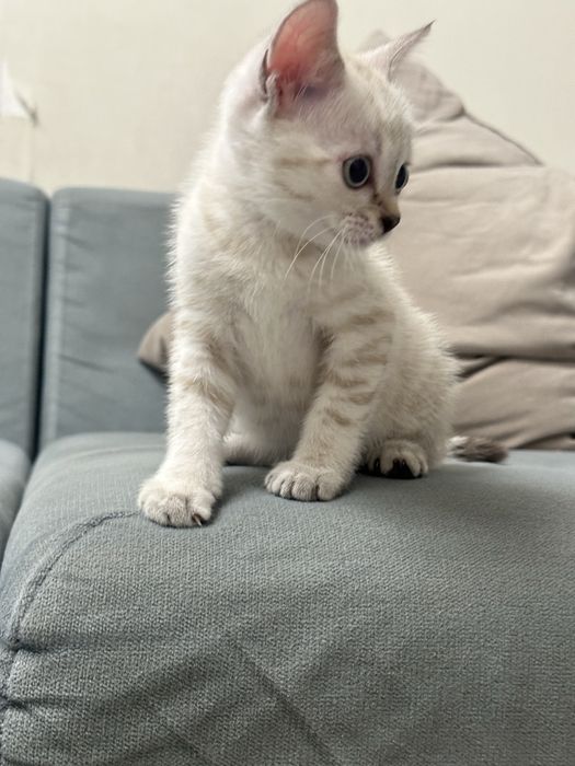 Котенок 1.5 месяцев девочка