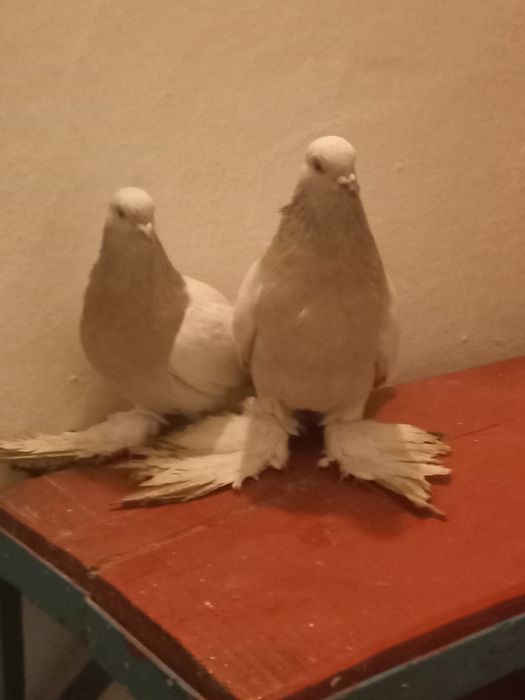 Продаются голуби