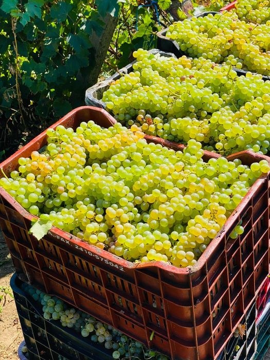 Vand struguri de vin