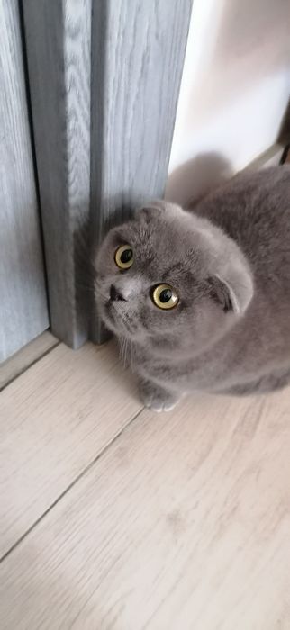 Scotish fold vislouxi