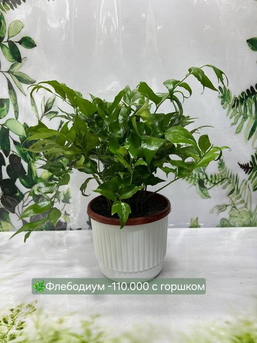 Эпипремнум Марбл, Эпипремнум Нжой, Замиокулькас и другие растения