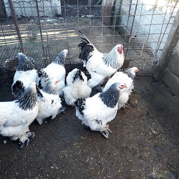 Vând cocoși, găini și ouă  brahma
