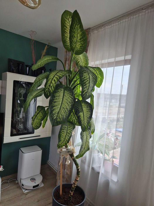 Dieffenbachia de vanzare