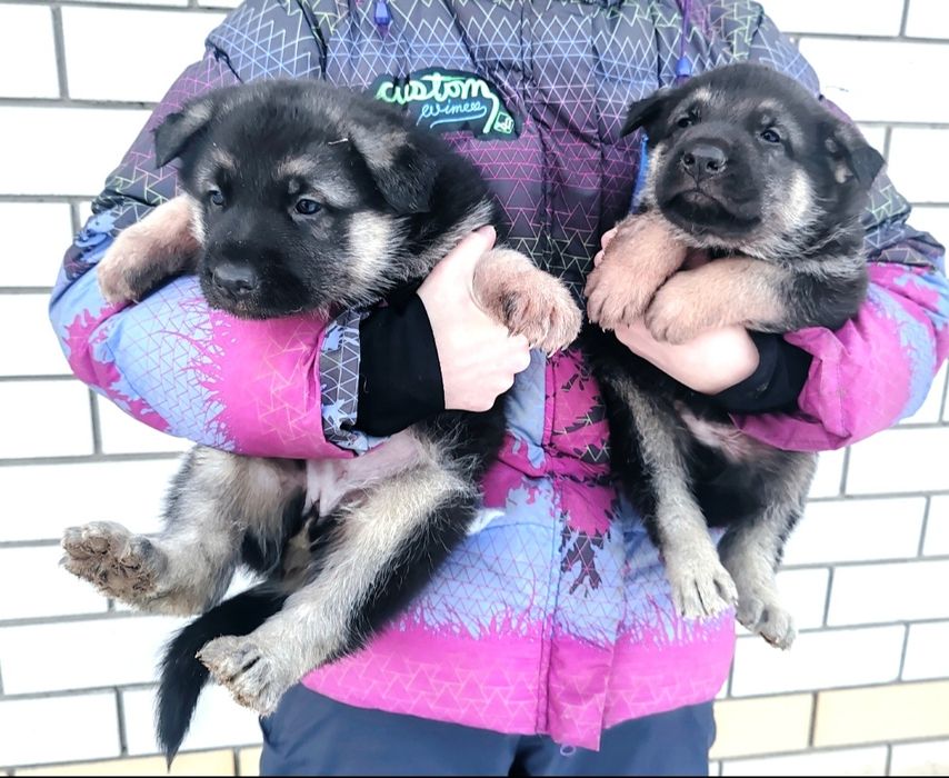 Щенки восточно-европейской овчарки